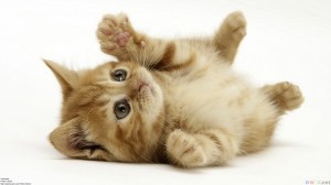 animal-wallpapers-cute-cat-kitten-wallpaper-32441