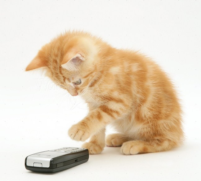 Ginger kitten Benedict with a mobile phone