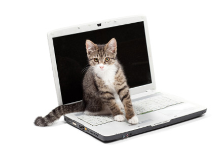 Beware-Internet-Kitten-Purchase-Scams