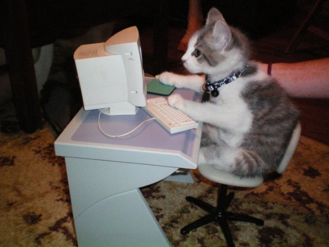 kitten-at-computer